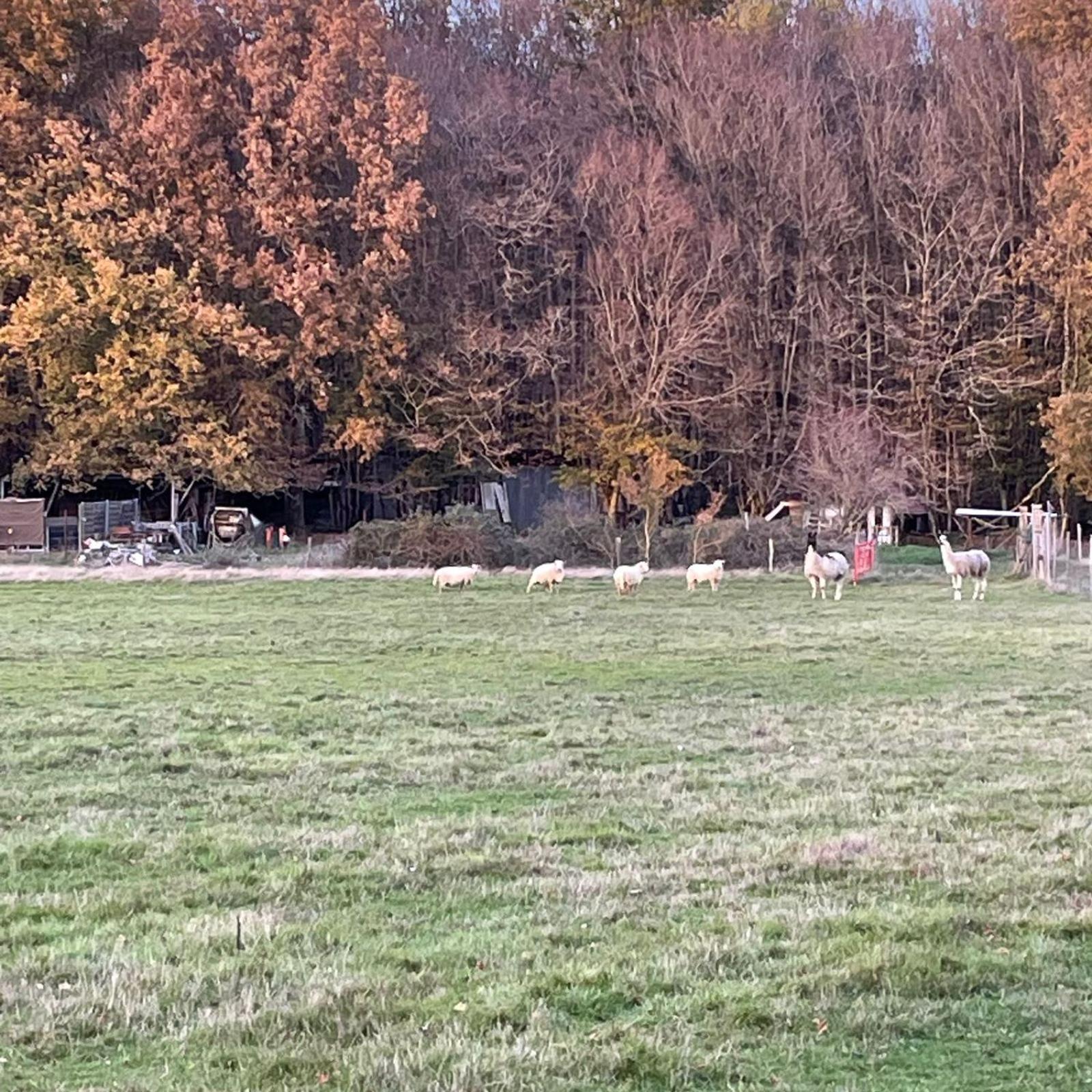 La Fermette Aux Lamas Savigny-Lévescault Esterno foto