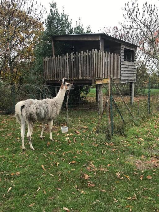 La Fermette Aux Lamas Savigny-Lévescault Esterno foto