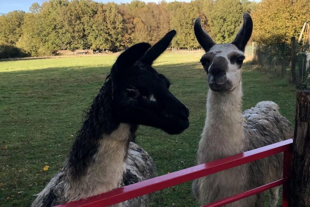 La Fermette Aux Lamas Savigny-Lévescault Esterno foto